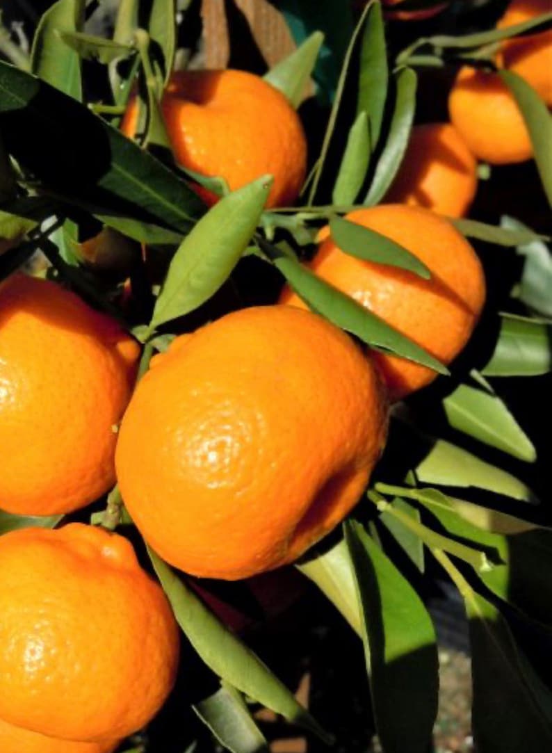 Grafted Kishu Mandarin Tree - 1/2 Gallon Pot - Seedless Tangerine - Citrus reticulata - Florida Shipping Only
