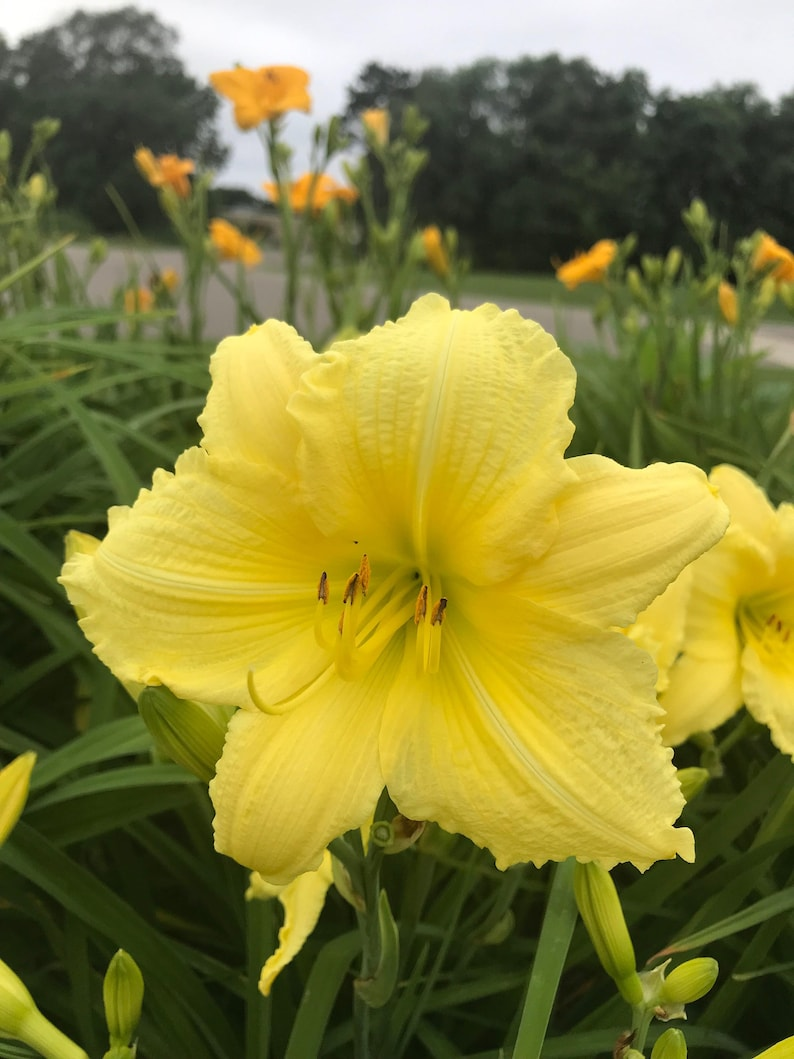 Daylily Bare Root Plants - 3 Bright Yellow Reblooming Hemerocallis 'Big Time Happy' for Summer Garden Blooms