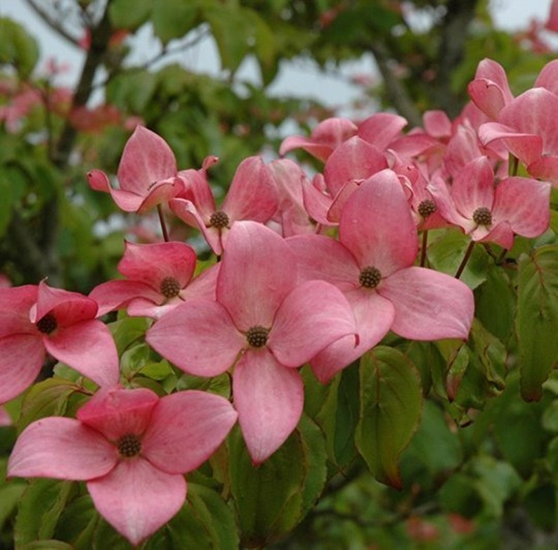Scarlet Fire Dogwood 24” Bare Root Live Plant, Pink Flowering Tree, Cornus kousa ‘Rutpink’, Colorful Garden Accent