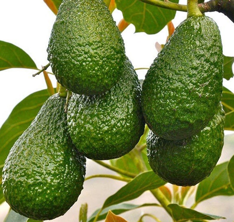 Hass Avocado Tree 3 Gallon Grafted Persea americana - Ideal for Guacamole, Not Shippable to CA and HI