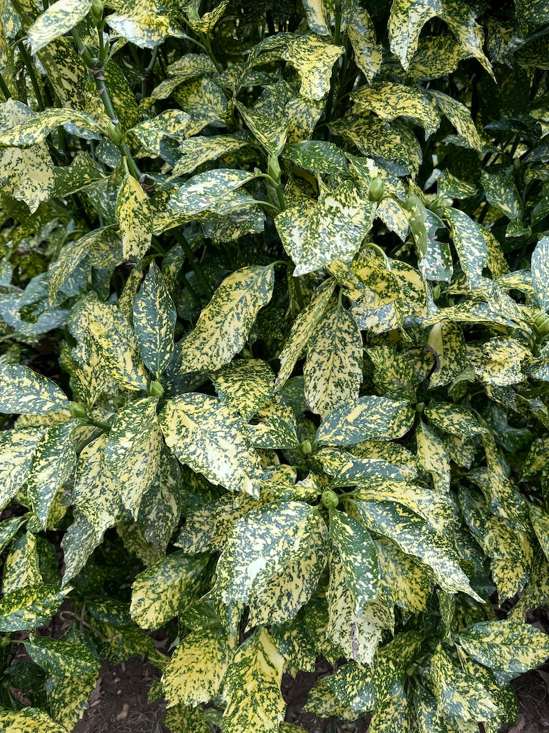 Gold Dust Aucuba 3 Gallon Live Plant - Aucuba japonica ‘Gold Dust’ Variegated Evergreen Shrub for Shade Gardens