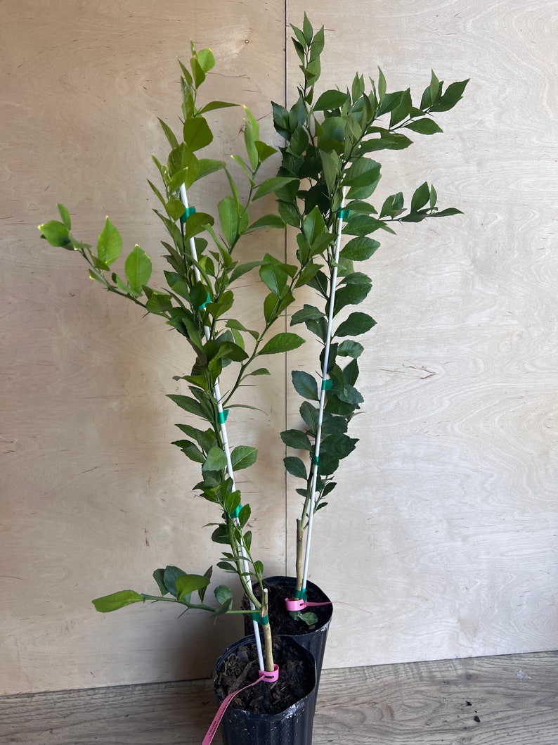 Red Finger Lime Tree 1/2 Gallon Pot Citrus Caviar Microcitrus australasica Air Layered Florida Shipping Only