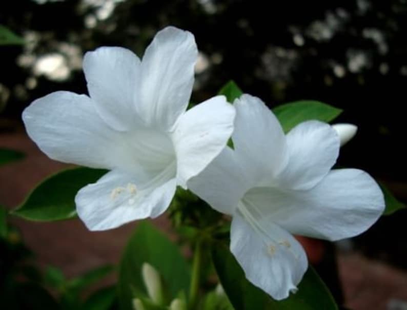 Live Plant, Half Gallon Pot, Barleria cristata, Philippine Violet, Gorate White Flower, Compact Shrub, Low Maintenance