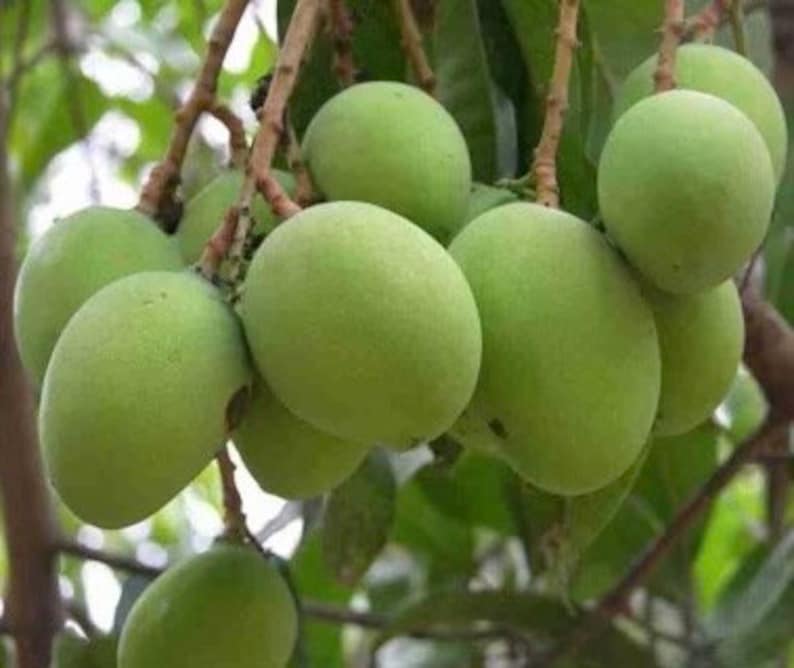 Triple Sec Mango Tree in 3 Gallon Pot - Sweet Tropical Fruit - Mangifera indica - Non-Ship to CA & HI