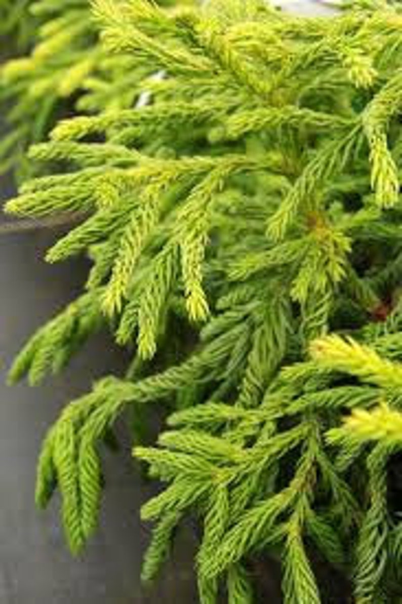 Cryptomeria Plant in Quart Pot - Cryptomeria japonica - Hardy Conifer for USDA Zones 5-8 - Japanese Sugi Tree