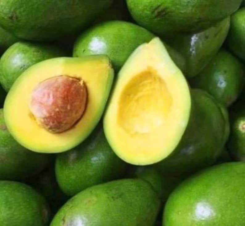 Avocado Tree 6" Pot Choquette Variety Persea Americana Grafted Tropical Plant for Home Garden Juicy Fruit