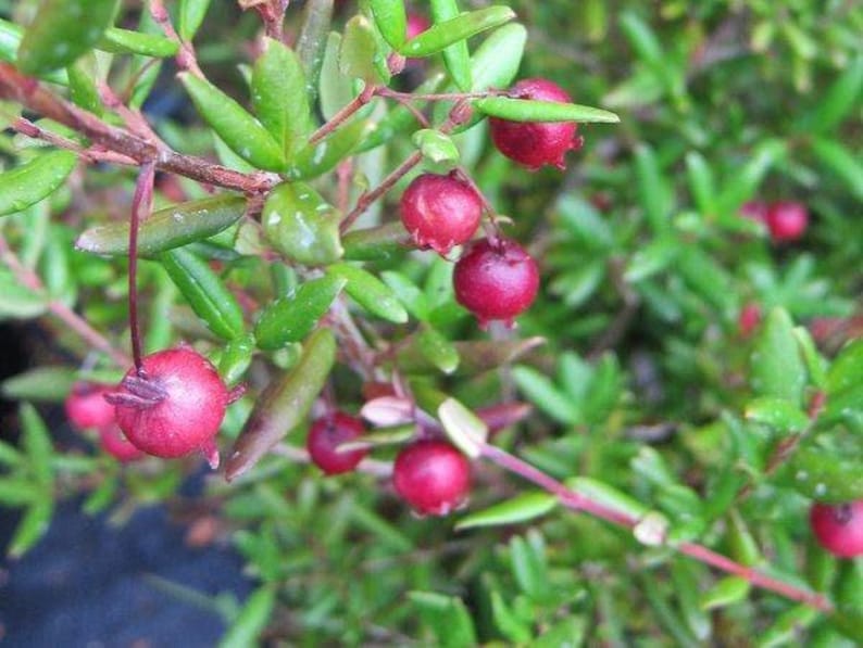 Chilean Guava Live Plant - 6" Pot - Ugni molinae - Aromatic Evergreen Shrub with Edible Fruit - Starter Plant for Home Garden