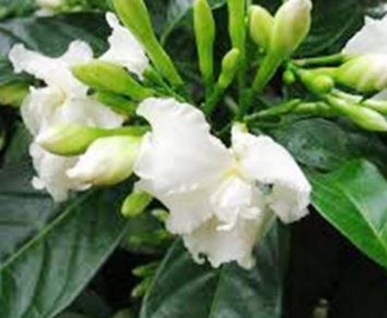 Crape Jasmine Live Plant | 8-14 Inch | Double Petal Florida Gardenia | Tabernaemontana divaricata | Half Gallon Pot