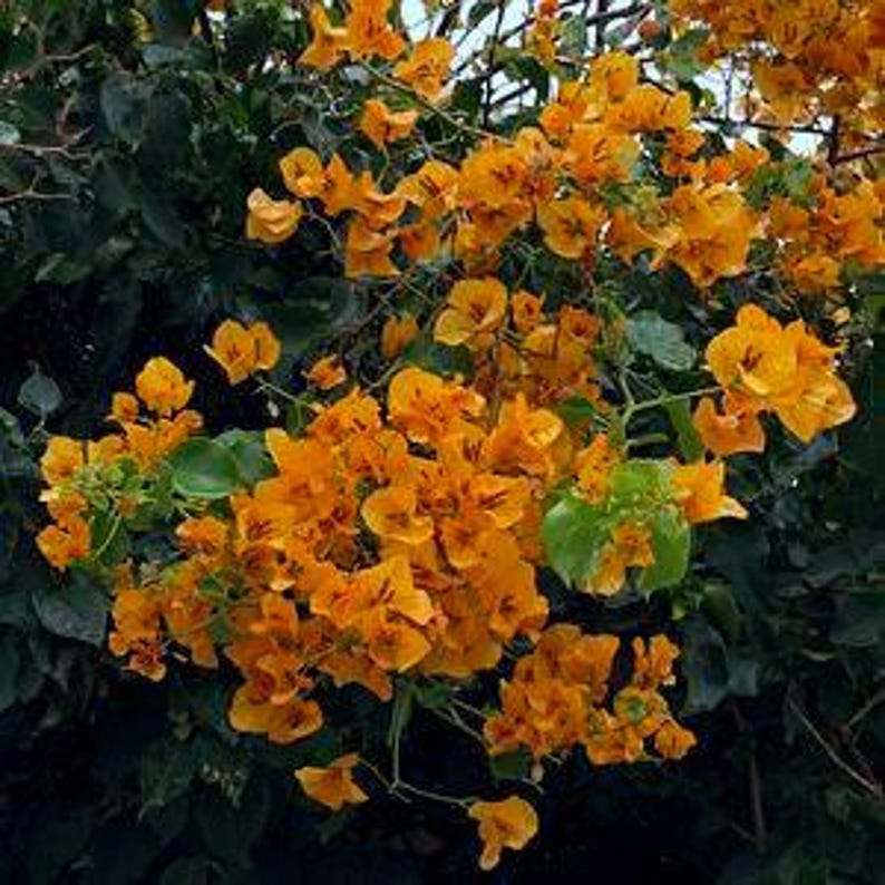Bougainvillea Live Plant 6" Pot California Gold Tropical Flowering Plant Bougainvillea spp. Drought-Tolerant Garden Accent