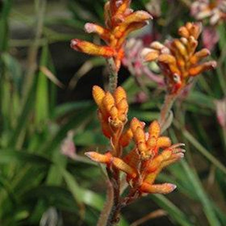 Kangaroo Paw Live Plant 6” Pot, Bright Orange Flowers, Anigozanthos Kanga, Indoor/Outdoor Low Maintenance Plant