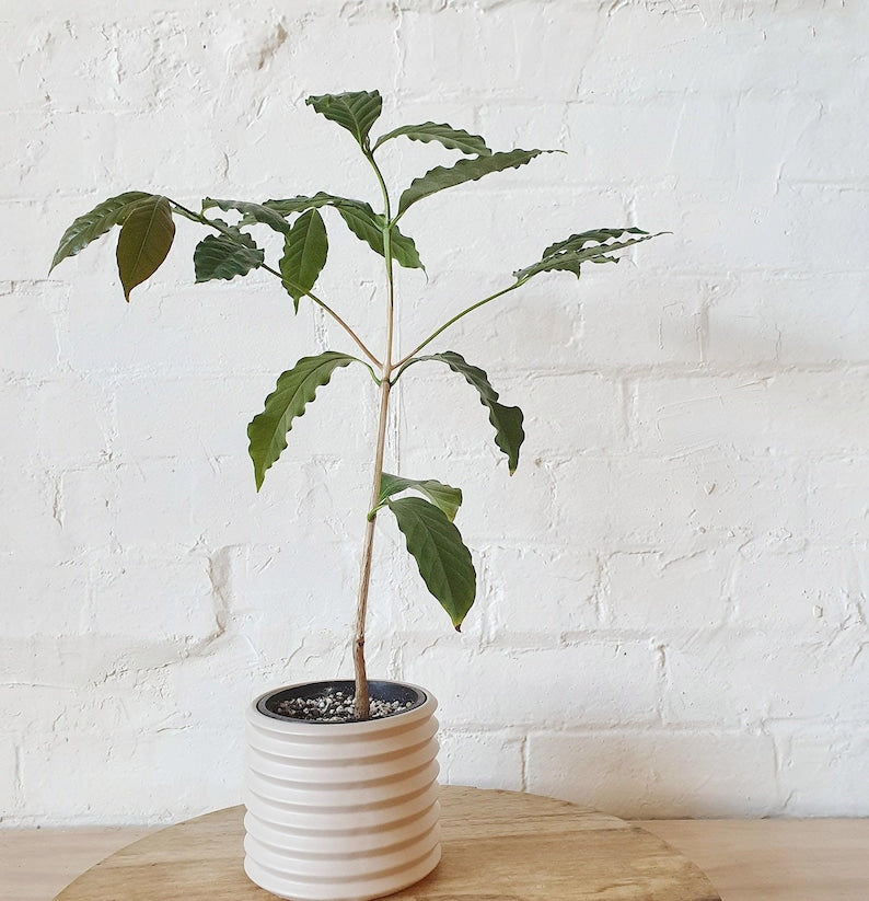 Arabica Coffee Plant - 1 Plant in 6" Pot - Glossy Green Foliage - Coffea arabica - Home Coffee Bean Growing