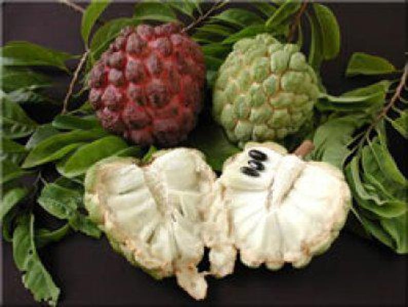 Sugar Apple Tree 3 Gal Pot Annona squamosa Sweet Custard Fruit Plant Tropical Garden Container