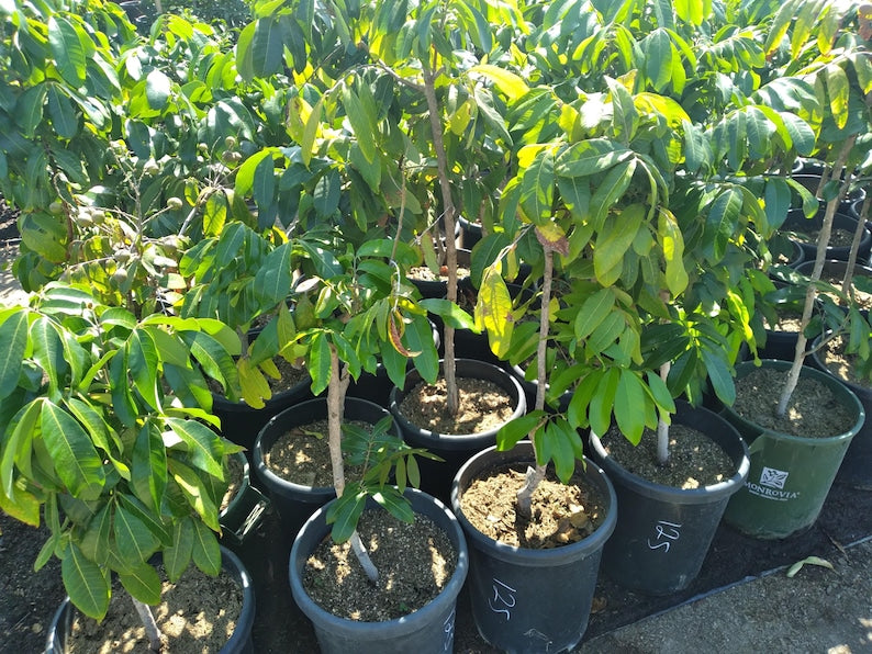 Kohala Longan Live Plant - 3 Gal Pot - Dimocarpus longan - Air Layered Tree for Tropical Gardens - Sweet Fruit Production