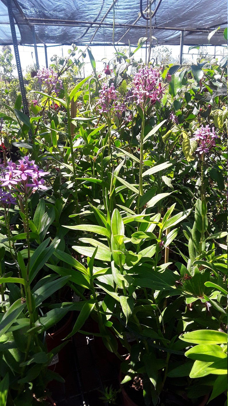 Purple Epidendrum Orchid Plant - 3" Pot - Vibrant Purple Blooms - Epidendrum ibaguense - Easy Care Indoor/Outdoor Orchid