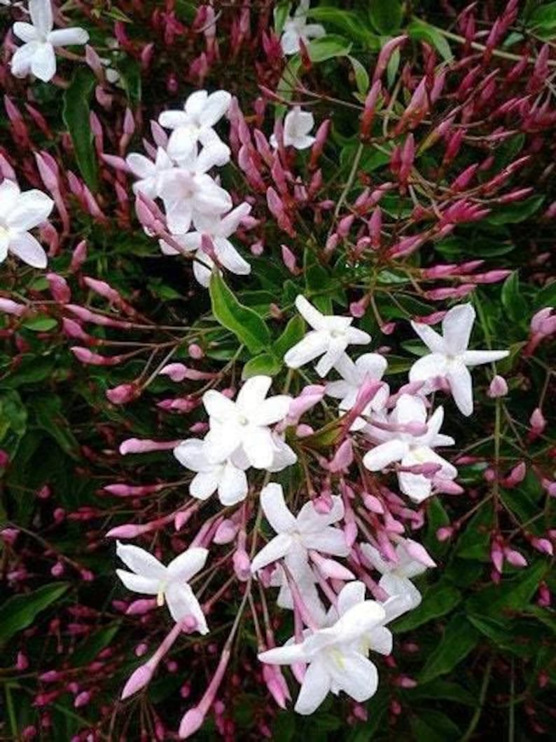 Pink Jasmine Plant 6" Pot Fragrant Evergreen Climber Jasminum polyanthum Ideal for Trellis or Containers