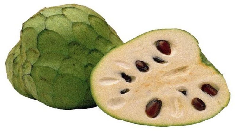 Pierce Cherimoya Tree - Grafted Live Plant in 3 Gal Pot - Annona cherimola 'Pierce' - Tropical Fruit for Gardens