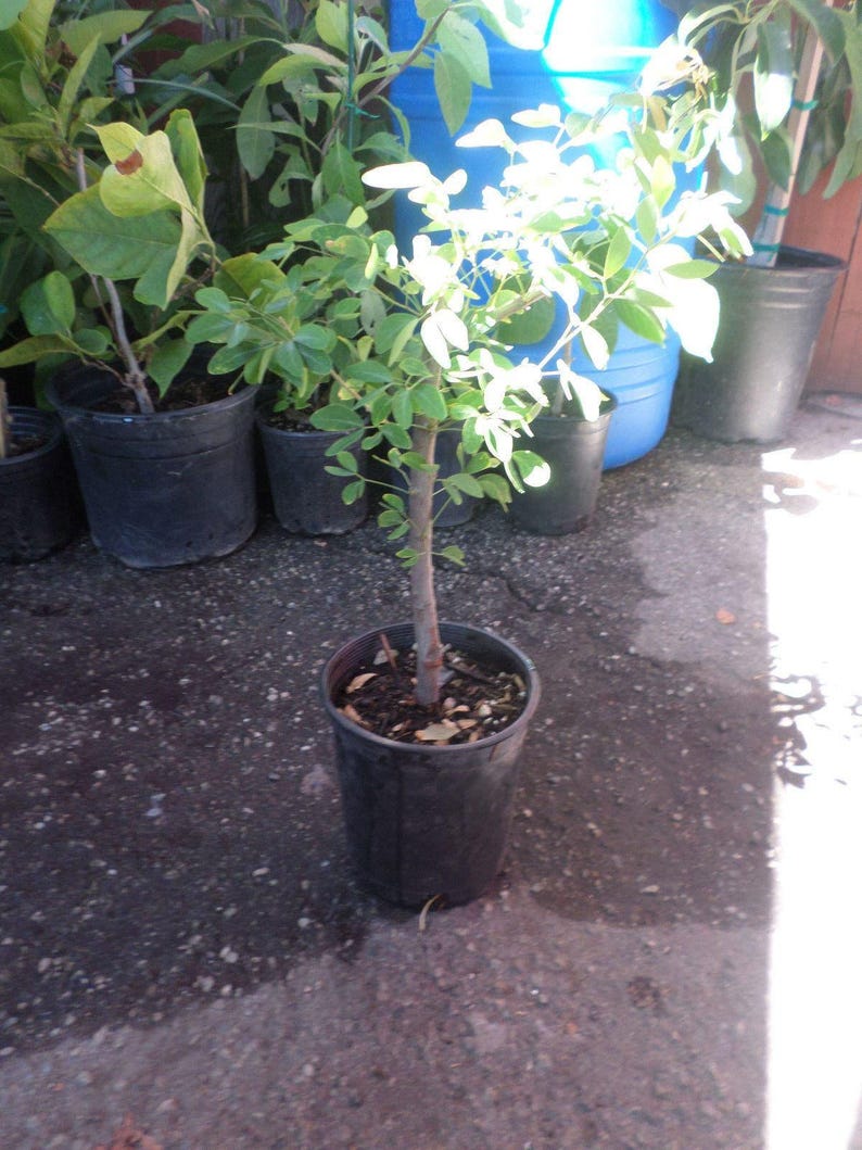 Guamuchil Plant 1ft in 6" Pot - Pithecellobium dulce - Edible Pods & Evergreen Foliage - Tropical Tree for Gardens