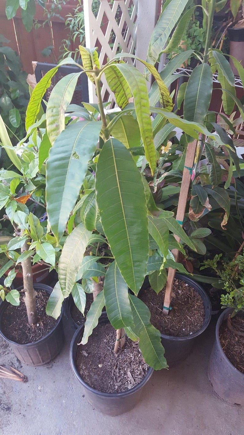 Manila Mango Tree Live Plant - 1ft Grafted - Mangifera indica - Ships in 6" Pot - Tropical Fruit Garden Plant