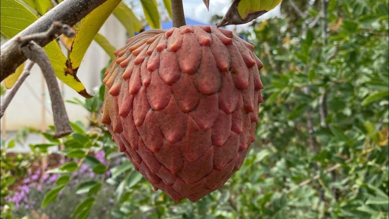 Red Geffner Atemoya Plant 3Gal Pot, Tropical Fruit Tree, Annona squamosa - Sweet Custard-Like Fruit, Ideal for Gardens