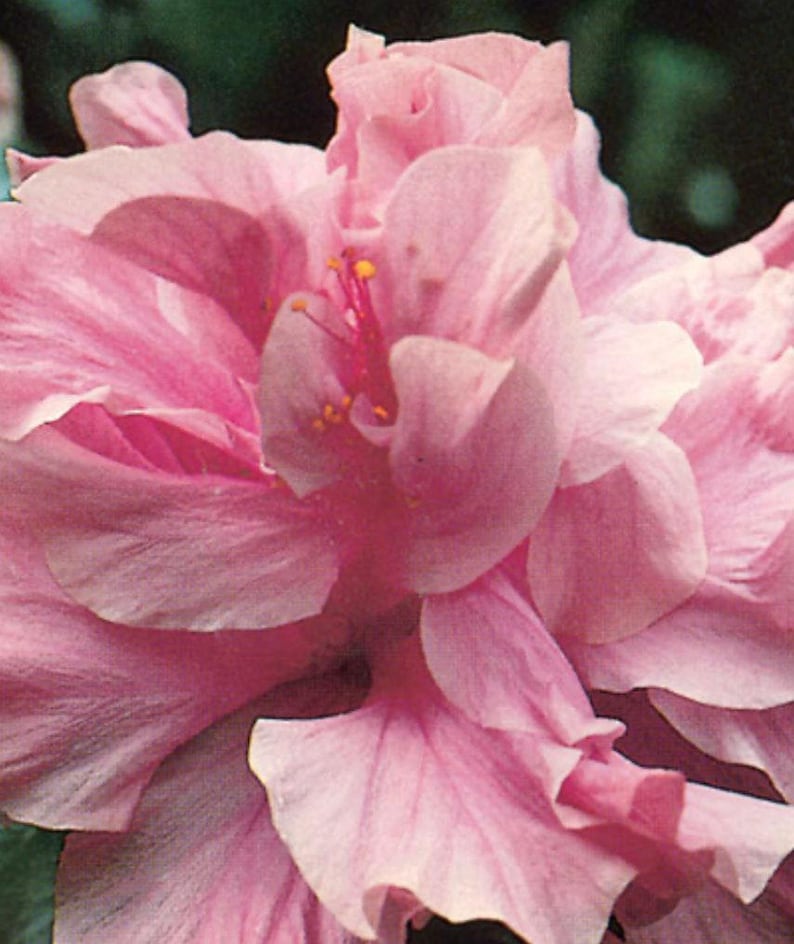 Kona Improve Hibiscus Plant 3 Gallon Pot - Large Puffy Pink Flowers - Hibiscus rosa-sinensis - Fast-Growing Tropical Plant