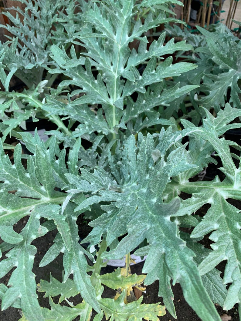 Greenglobe Artichoke Live Plant 6" Pot, Edible Vegetable, Organic Garden Plant, Cynara scolymus, Easy to Grow