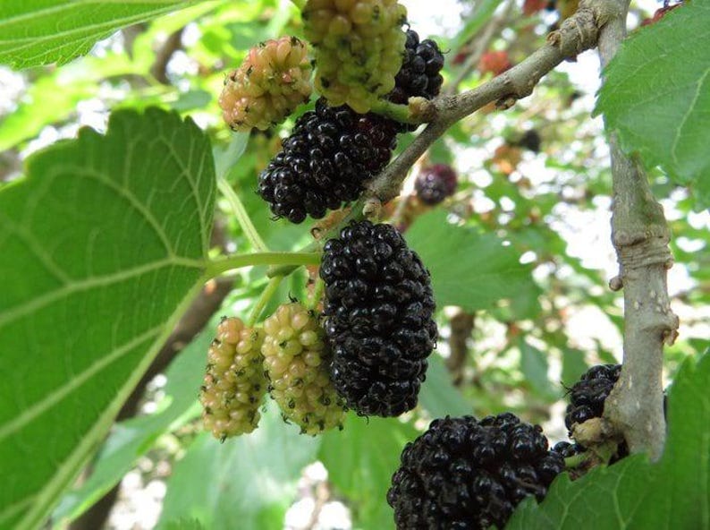Live Mulberry Plant 2-3ft "Black Beauty" Morus nigra - Hardy Fruit Tree for Garden, Landscape & Urban Spaces