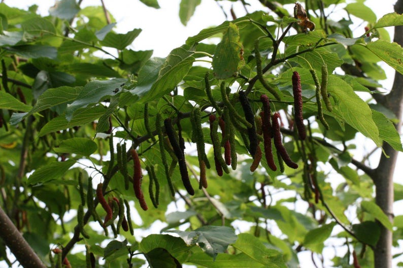 Pakistan Mulberry Tree Live Plant - Black Mulberries - Morus nigra - 3 Gallon Pot - Fresh from Our Garden