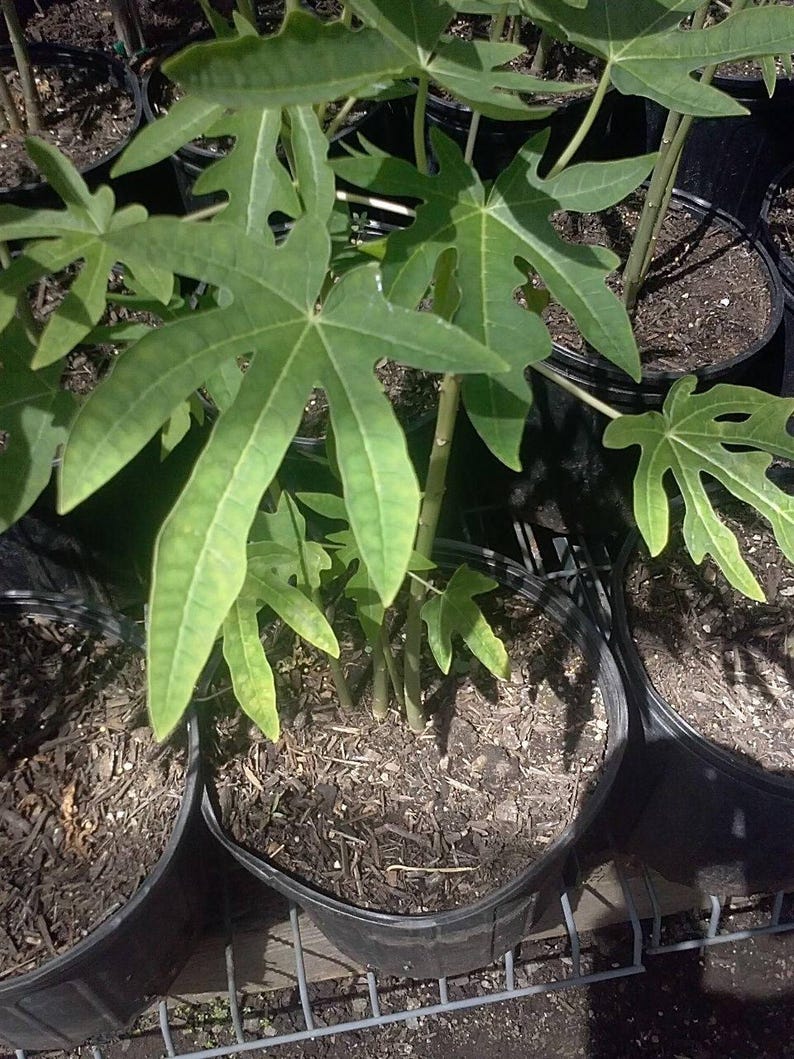 Mexico Papaya Plant - 1' Tall in 6" Pot - Carica papaya - Tropical Fruit for Garden - Low Maintenance Indoor/Outdoor Plant