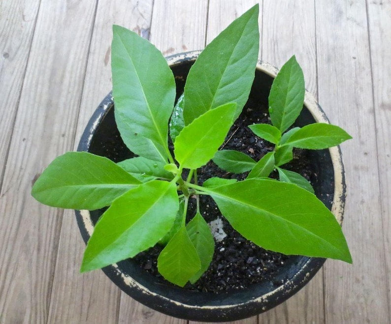 Longevity Spinach Plant 3" Pot Gynura Procumbens Fresh Sabuñgai Live Plant Strong Roots Indoor Outdoor Gardening
