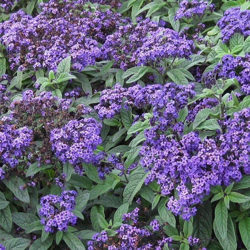 Heliotrope Plant 1 Gallon Pot Marino Blue Fragrant Flowers Heliotropium arborescens