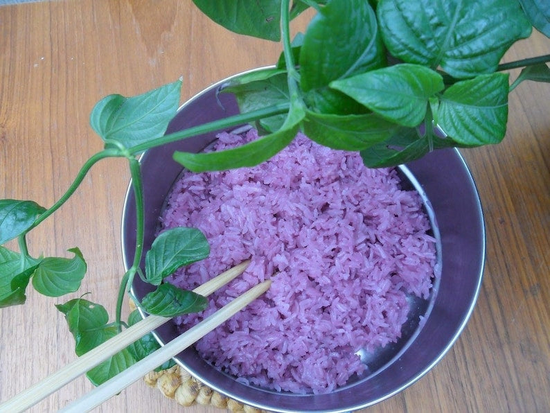 Magenta Leaf Plant Starter - 1 Live Plant in 3" Pot - Peristrophe roxburghiana - Ideal for Cooking & Home Decor