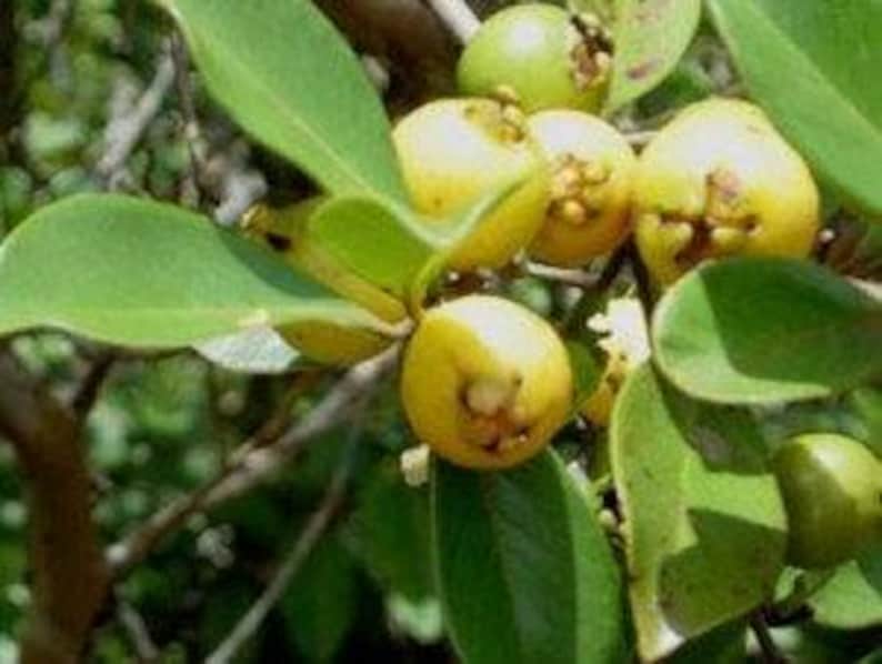 Lemon Guava Plant - 3 Gal Pot - Psidium Littorale - Tropical Fruit with Flower Buds for Container Gardening