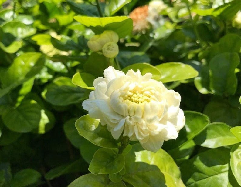 Grand Duke Jasmine Plant - 3 Gallon Pot - Fragrant Flowering Shrub - Jasminum sambac - Indoor/Outdoor Garden Plant