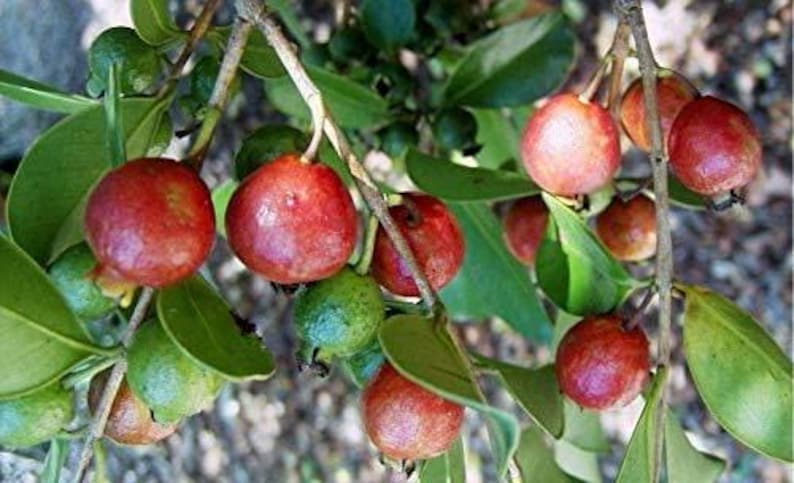 Strawberry Guava Plant - 6" Pot - Psidium cattleianum - Tropical Live Plant with Good Roots - Fruit-Bearing Shrub