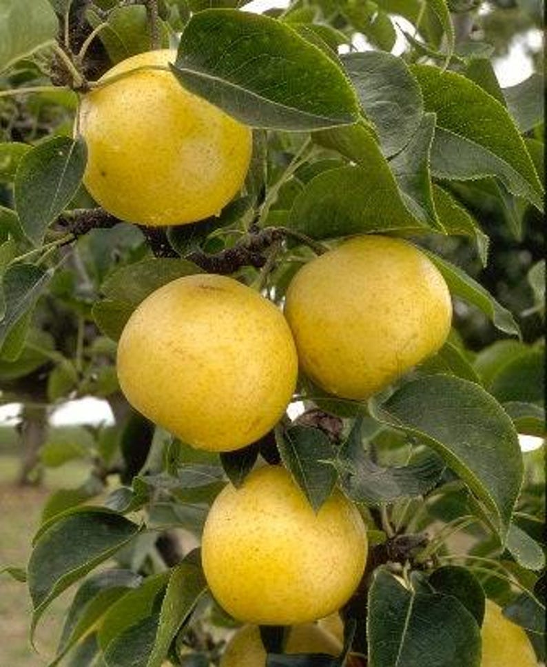 Asian Pear Tree - 3 Gallon Pot - 20th Century Variety - Yellow-Green Skin - Pyrus pyrifolia - Juicy, Crisp Fruit for Home Garden