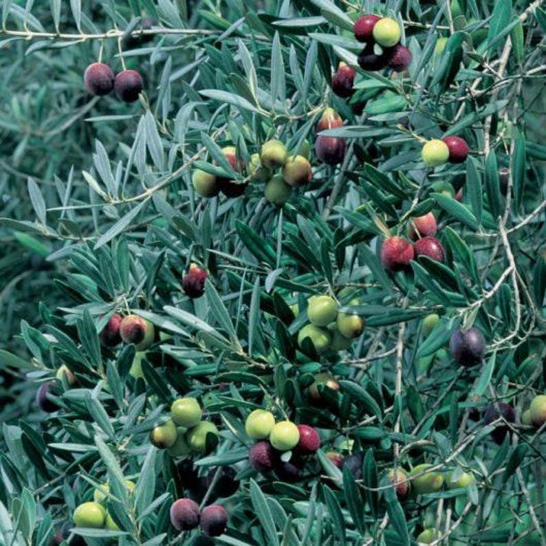 Manzanillo Olive Tree 2 Feet Olea europaea Ideal for Olive Oil and Eating in 6" Pot Compact and Low Maintenance