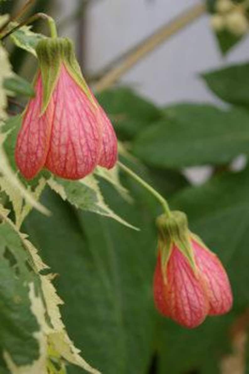 Flowering Plant 6" Pot Abutilon 'Souvenir de Bonn' Orange Yellow Blooms Abutilon hybridum Indoor Outdoor Garden