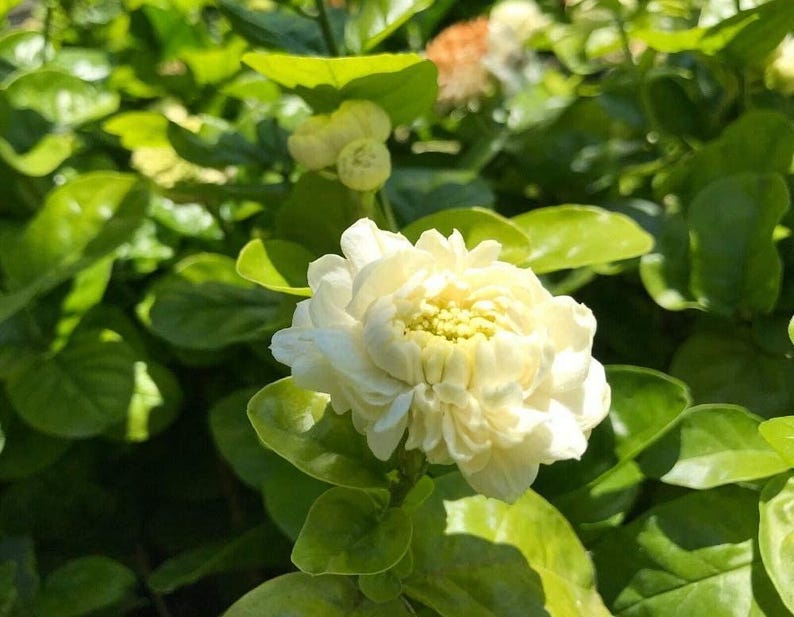 Grand Duke Jasmine Live Plant 6" Pot Jasminum sambac Fragrant White Flowers Lush Green Foliage Indoor Outdoor Garden