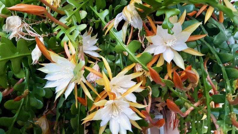 Epiphyllum Anguliger Live Plant 6" Pot - Ric Rac Orchid Cactus with Long Arching Lobed Stems - Indoor Gardening Delight