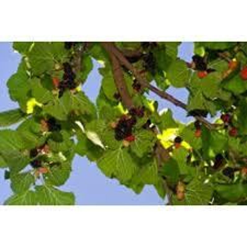 Live Mulberry Plant 3ft - Persian Variety - Morus Nigra - Hardy Fruit Tree in Plastic Pot for Home Garden