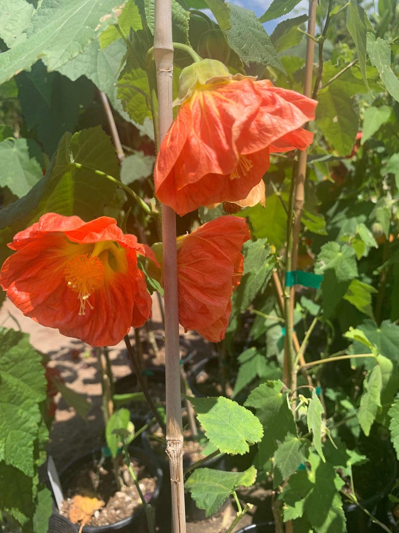 Flowering Maple Plant 6” Pot Abutilon ‘Sunrise Reiter’ Coral Orange Blooms for Indoor/Outdoor Gardens