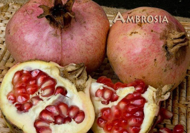Ambrosia Pomegranate Plant - 6" Pot - Sweet-Tart Purple Juice - Punica granatum 'Ambrosia' - Large Fruit, Easy to Grow