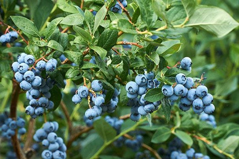 Misty Blueberry Starter Plant - 6" Pot - Vaccinium 'Misty' Blueberry Bush for Home Garden