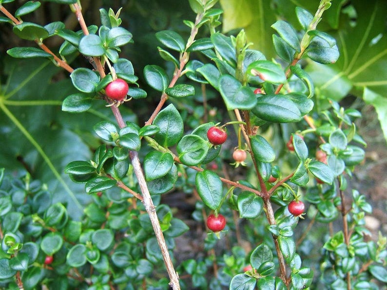 Chilean Guava Starter Plant - 4" Evergreen Shrub - Ugni Molinae - Fragrant Flowers - Well-Drained Soil Required