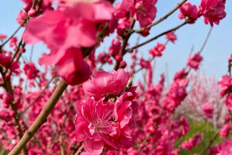 Early Red Flowering Peach Tree - 3 Gal Pot - Prunus persica - Double Red Flowers - Deciduous - Zones 6-9 - Spring Blooms