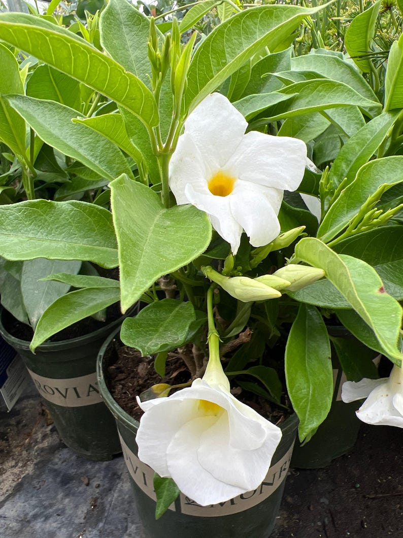 White Mandevilla Live Plant 1 Gal Pot - Tropical Climbing Vine for Partial to Full Sun - Mandevilla sanderi