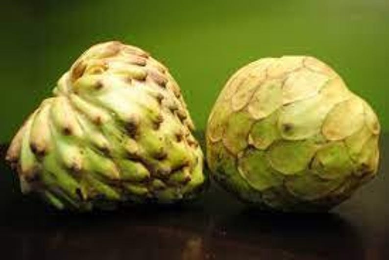 Dr. White Cherimoya Plant - 3 Feet Tall in 3 Gallon Pot - Annona cherimola - Tropical Fruit Tree for Garden or Indoors