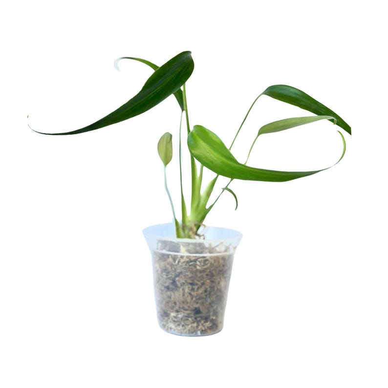 Monstera Burle Marx Flame Live Plant - Rare Indoor Houseplant Starter - Tropical Decor - Monstera ‘Burle Marx Flame’