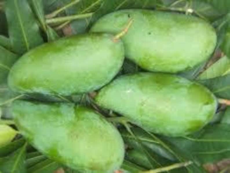 Grafted MUN KUN SI Mango Tree 1ft Live Plant in 6" Pot - Sweet Thai Mango - Mangifera indica - Compact Container Plant