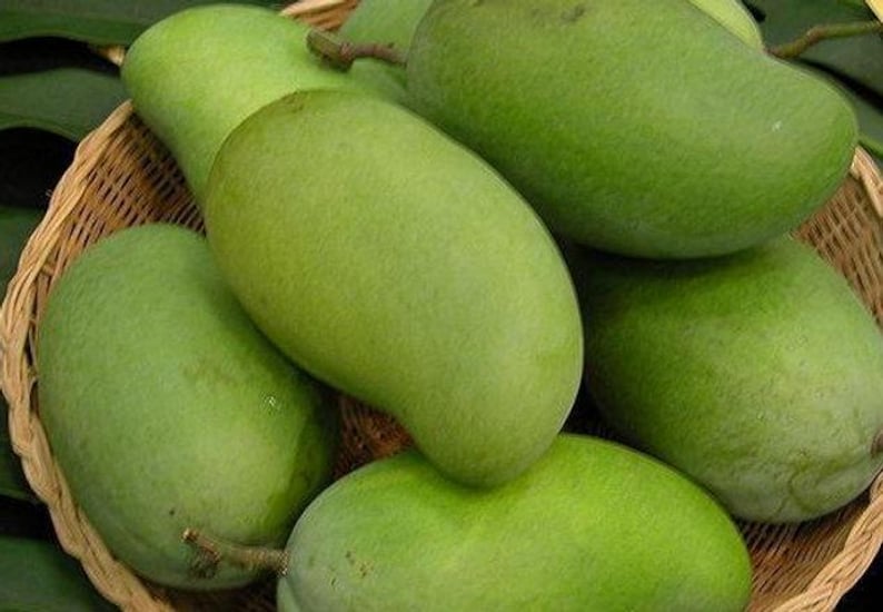 Grafted Okrung Mango Tree - Live Plant in 3 Gallon Pot - Sweet Thai Mango (Mangifera indica) - Compact & Bushy Variety